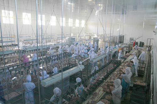 黑龍江大森林食品集團(tuán) 綠色食品的生態(tài)生產(chǎn)基地