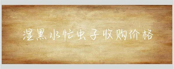 濕黑水忙蟲子收購價格解析與市場趨勢