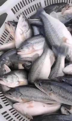 稻田養鱸新思路 2萬條加州鱸零死亡，收購價達12.5元/斤的生態致富經