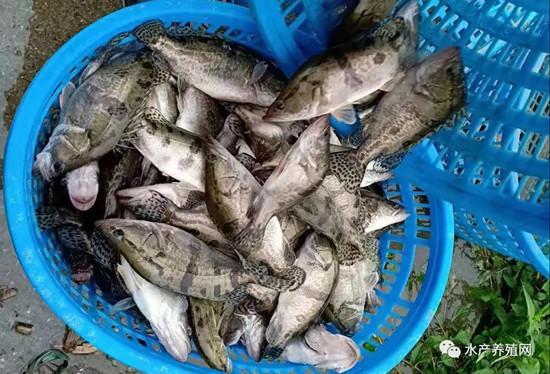 中秋前水產市場現分化 常規魚價“跳水”，黑魚價格堅挺