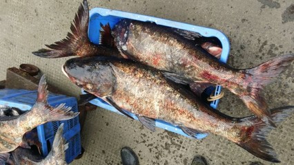 穩定采購花白鰱、大草魚、羅非魚，日需1.5萬斤，誠尋長期供應商