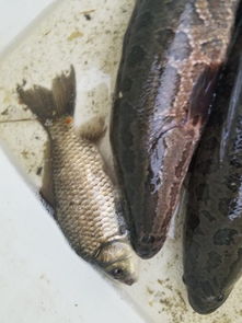 從魚塘到餐桌的起點 我在江蘇老家收購水產品的日常與感悟