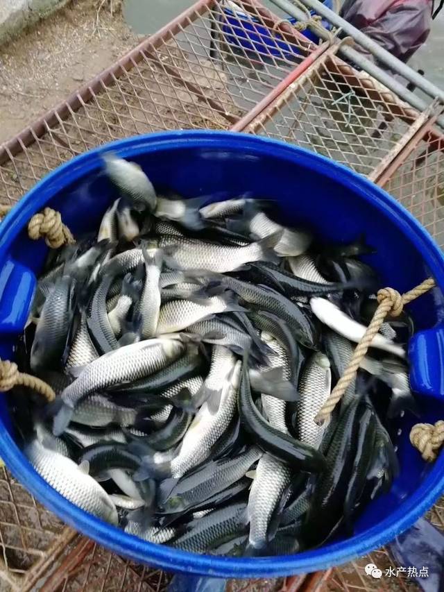 普漲0.2元/斤！草魚的春天來了，還是回光返照？