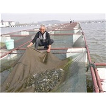 遼寧顏楊水產 水產品收購產業鏈中的玉米收購業務解析