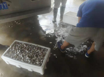 高新區開展伏季休漁期間漁業安全生產檢查行動，保障水產品收購流通平穩有序