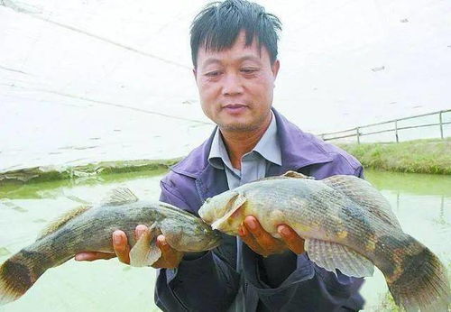 從10元到24元 水產品價格飆升背后的市場邏輯與養殖戶的抉擇